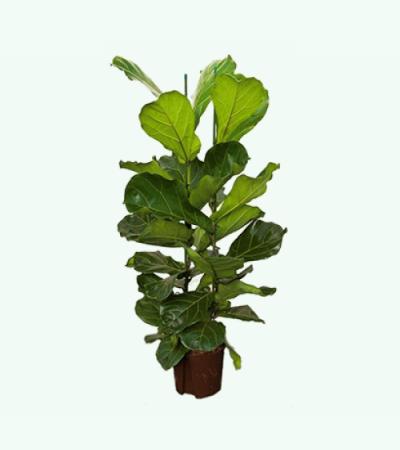 Ficus lyrata 2pp S hydrocultuur plant