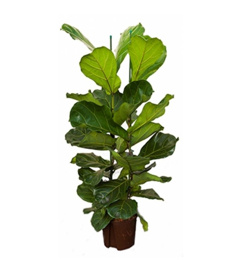 Ficus lyrata 2pp S hydrocultuur plant