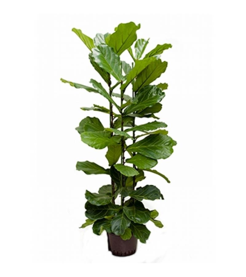 Ficus lyrata 3pp M hydrocultuur plant