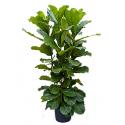 Ficus lyrata 4pp hydrocultuur plant