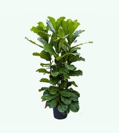 Ficus lyrata 4pp hydrocultuur plant