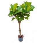 Ficus lyrata stam M hydrocultuur plant