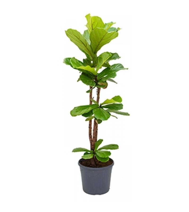 Ficus lyrata XL kamerplant