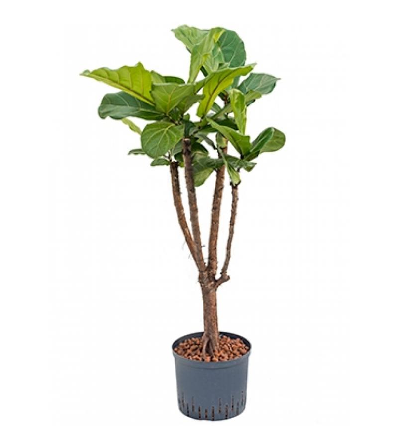 Ficus lyrata stam vertakt M hydrocultuur plant