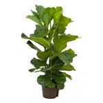 Ficus lyrata 3pp S hydrocultuur plant