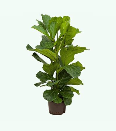 Ficus lyrata 3pp S hydrocultuur plant
