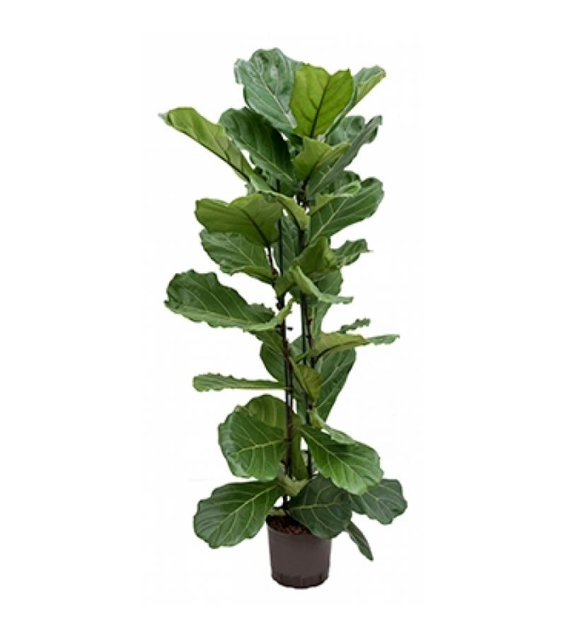 Ficus lyrata 2pp M hydrocultuur plant