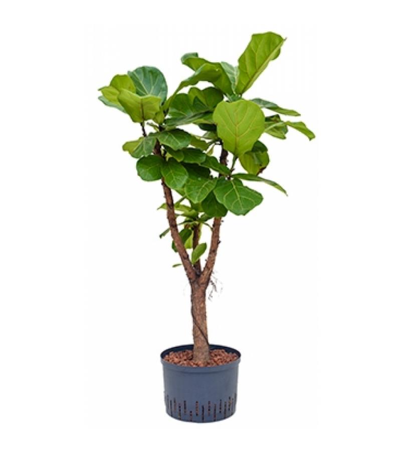 Ficus lyrata stam vertakt L hydrocultuur plant