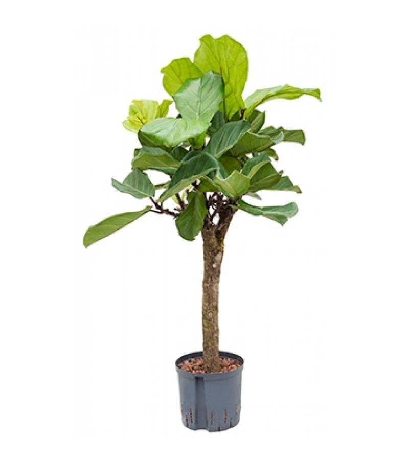 Ficus lyrata stam S hydrocultuur plant