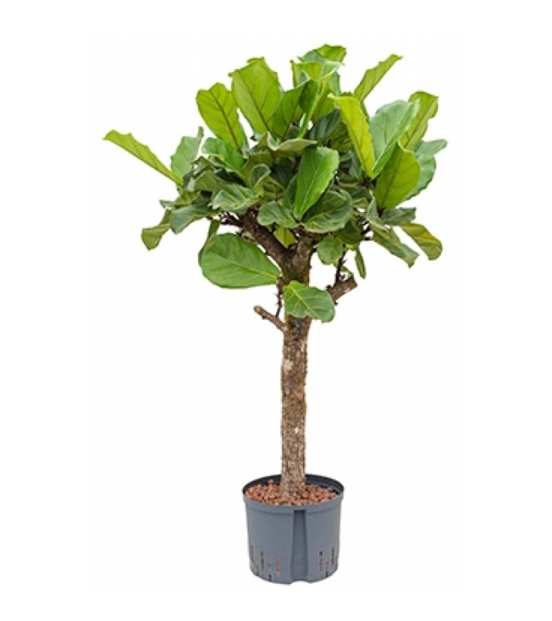 Ficus lyrata stam L hydrocultuur plant