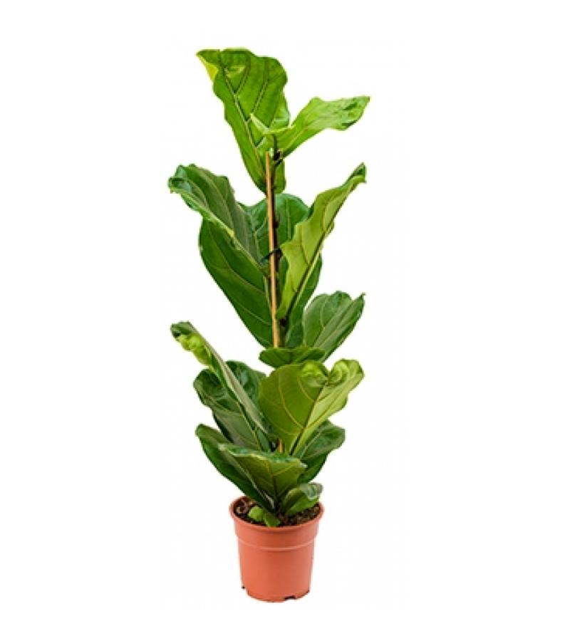 Ficus lyrata S kamerplant