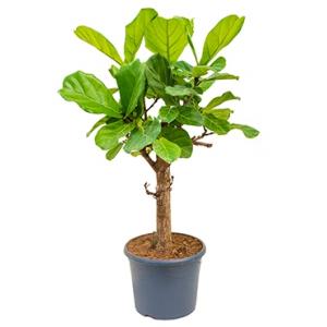 Ficus lyrata stam S kamerplant