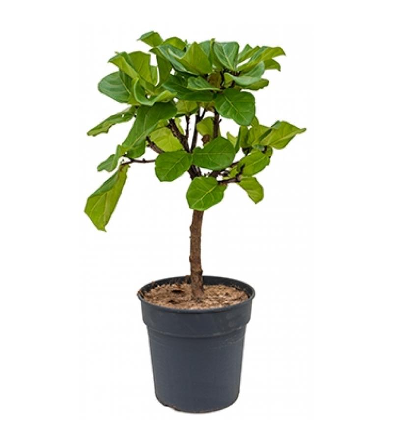 Ficus lyrata stam M kamerplant