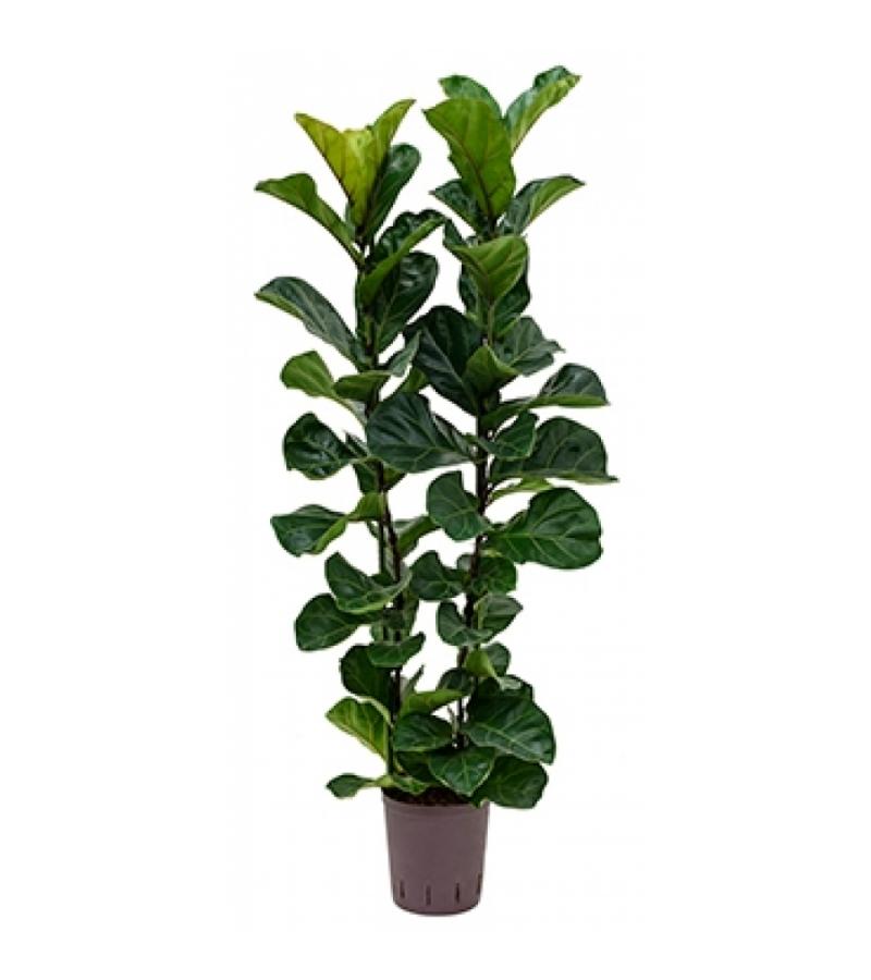Ficus lyrata bambino 2pp hydrocultuur plant