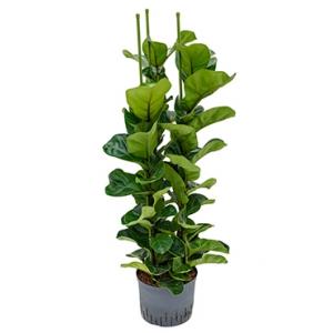 Dagaanbieding - Ficus lyrata bambino 3pp M hydrocultuur plant dagelijkse koopjes