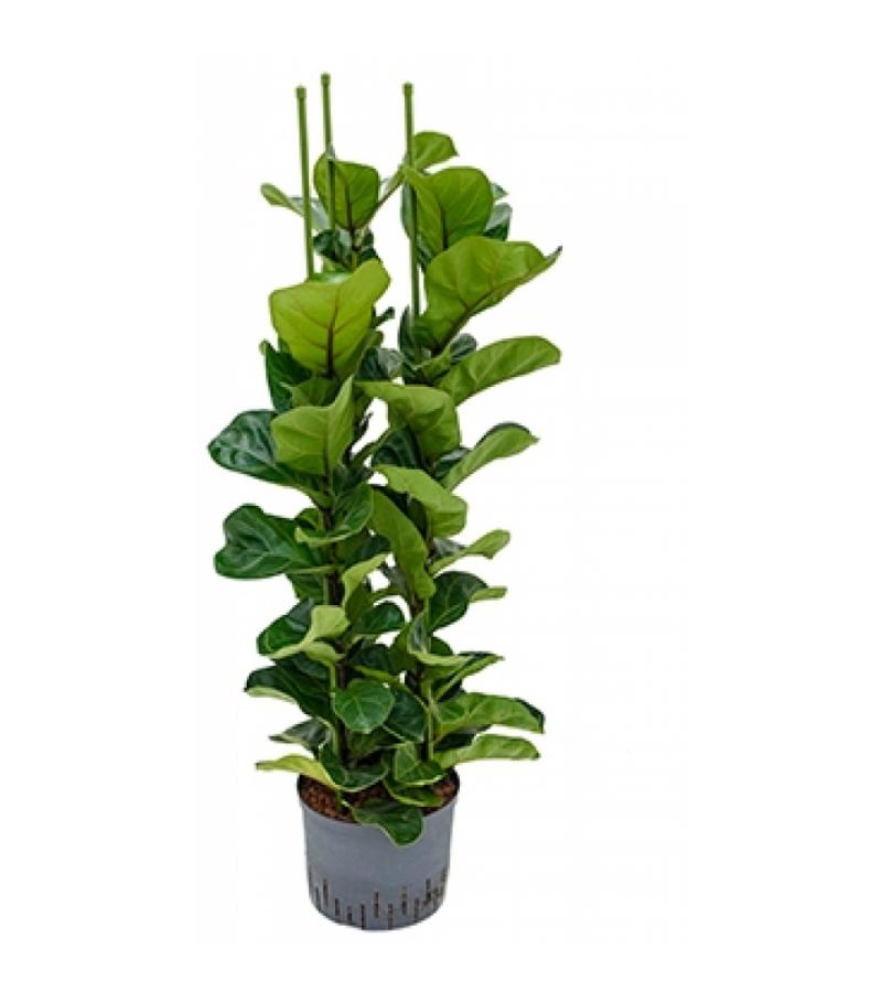 Ficus lyrata bambino 3pp M hydrocultuur plant