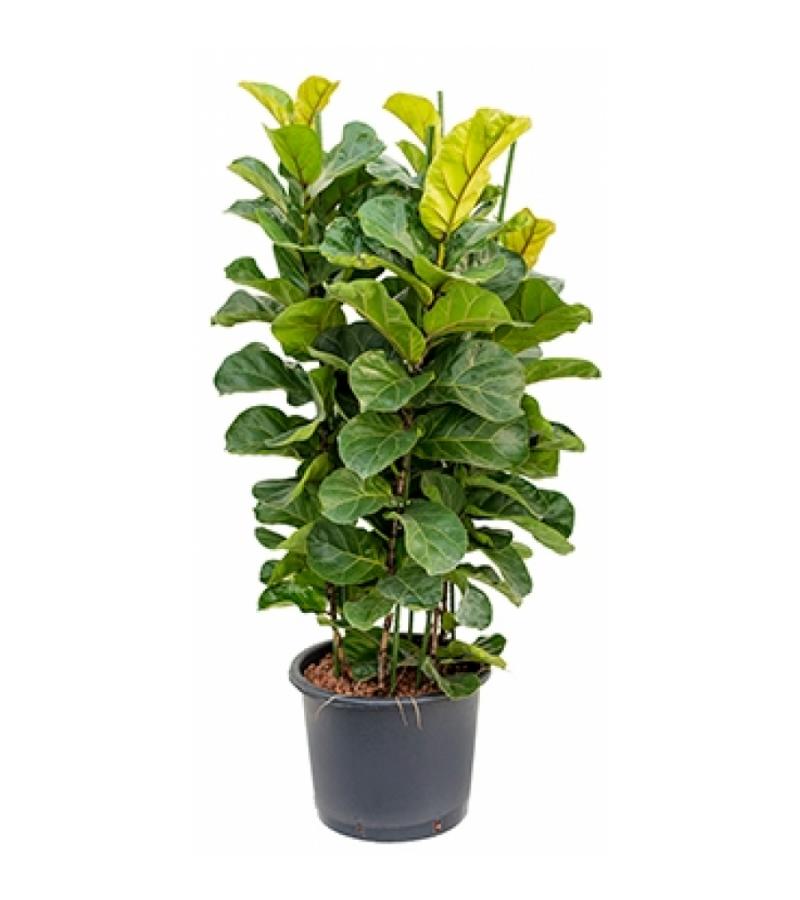 Ficus lyrata bambino 3pp L hydrocultuur plant