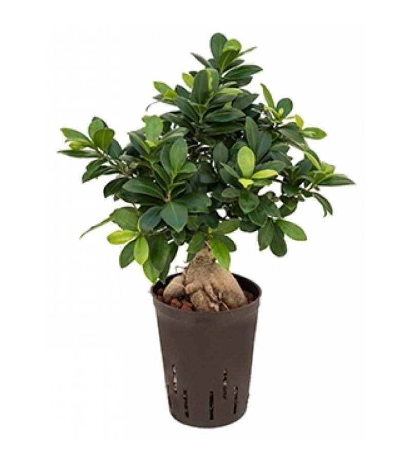 Ficus microcarpa ginseng S bonsai hydrocultuur plant