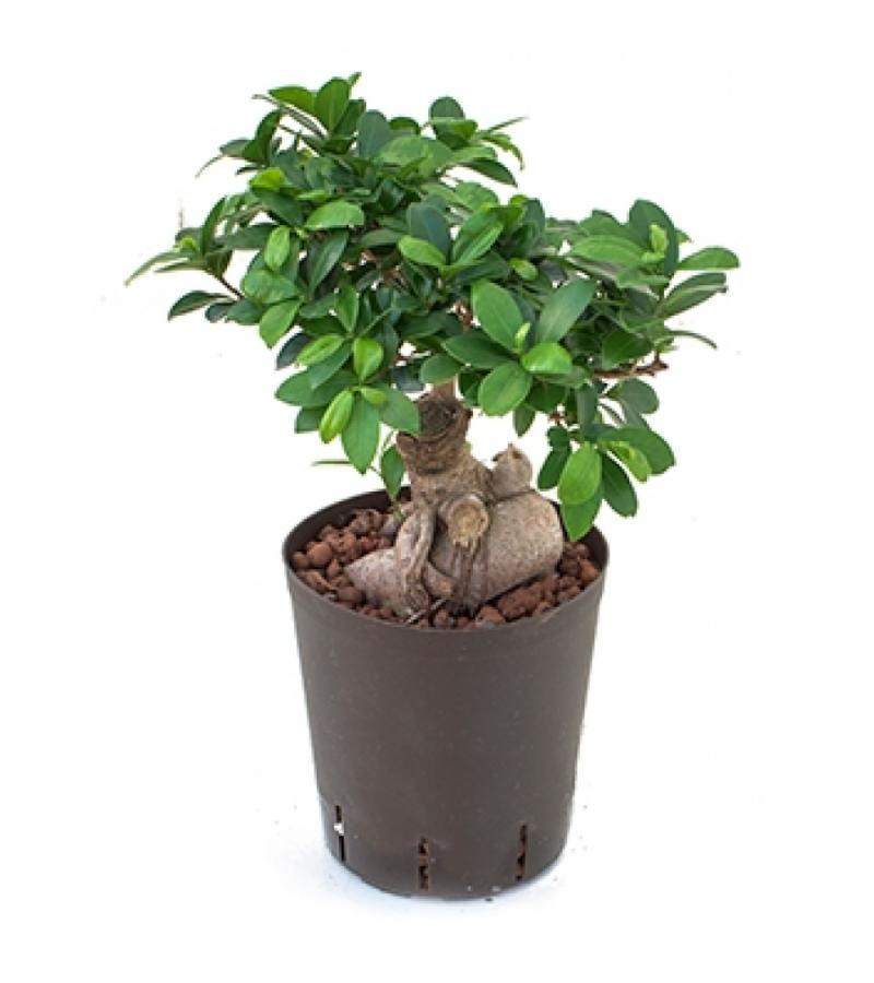 Ficus microcarpa ginseng M bonsai hydrocultuur plant