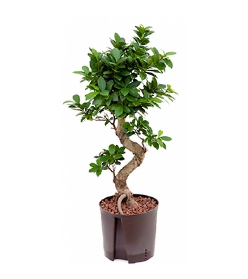 Ficus microcarpa compacta 60 bonsai hydrocultuur plant
