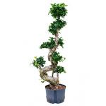 Ficus microcarpa compacta 100 bonsai hydrocultuur plant