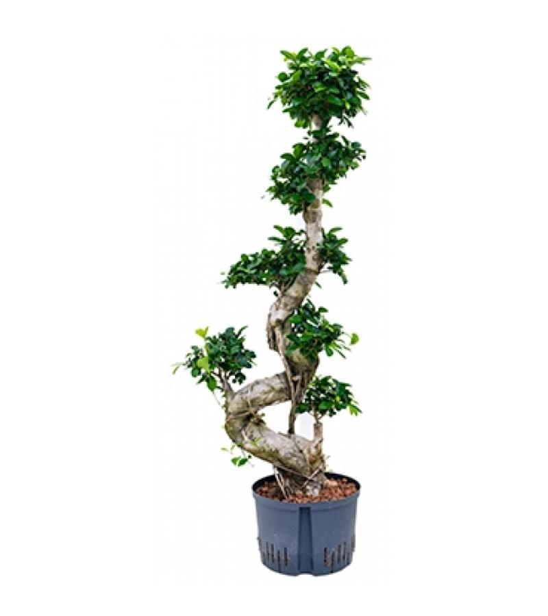 Ficus microcarpa compacta 100 bonsai hydrocultuur plant