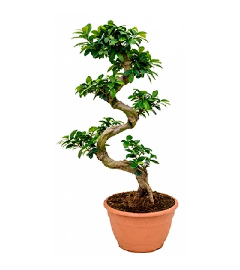 Ficus microcarpa compacta bonsai S kamerplant