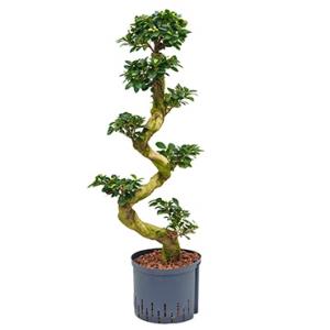 Ficus microcarpa compacta 70 bonsai hydrocultuur plant