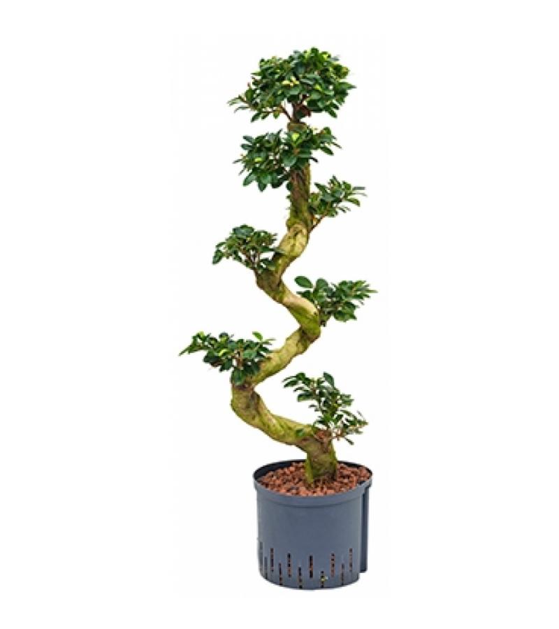 Ficus microcarpa compacta 70 bonsai hydrocultuur plant