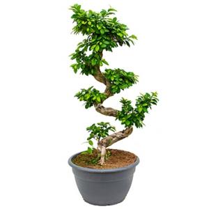 Ficus microcarpa compacta bonsai XL kamerplant