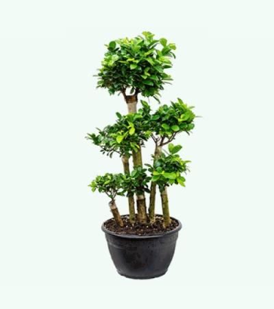 Ficus microcarpa compacta bonsai forrest kamerplant
