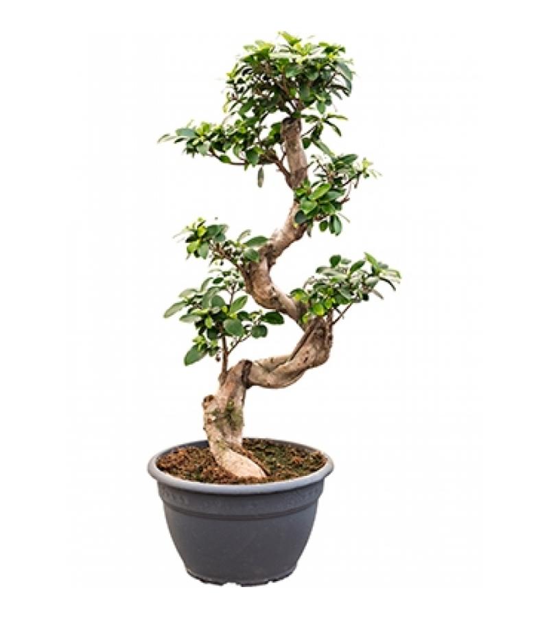 Ficus microcarpa compacta bonsai XS kamerplant