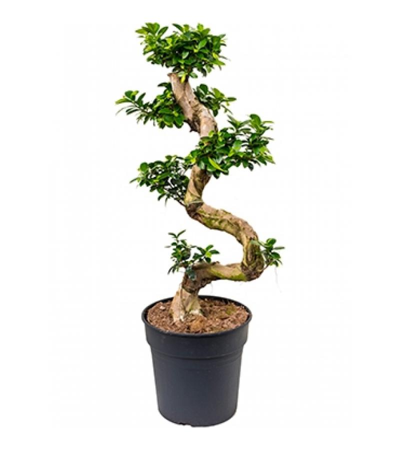 Ficus microcarpa compacta bonsai M kamerplant