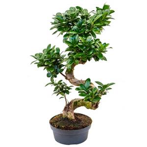 Ficus microcarpa ginseng bonsai L kamerplant