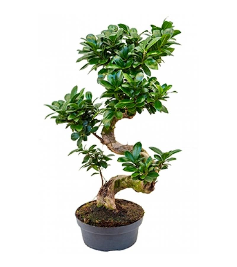 Ficus microcarpa ginseng bonsai L kamerplant