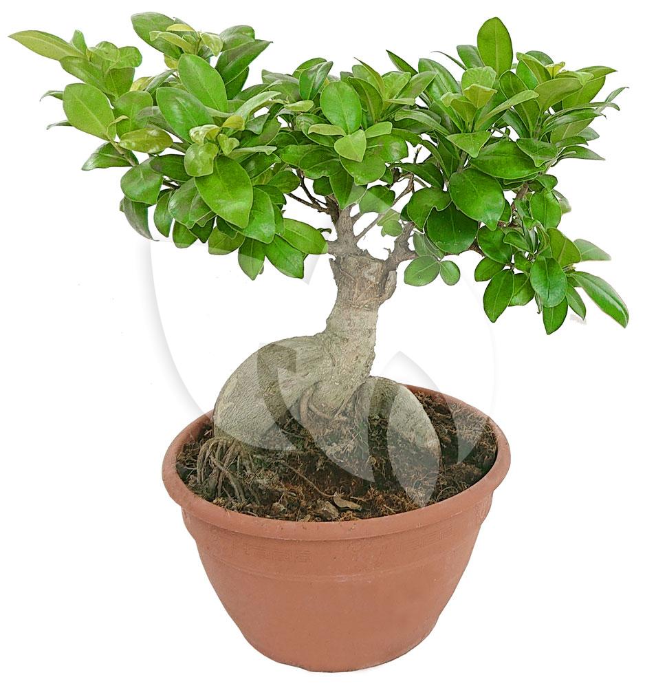 Plantenwinkel.nl Ficus microcarpa ginseng Bonsai du Bonzwaze kamerplant