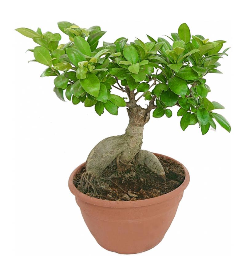 Ficus microcarpa ginseng Bonsai du Bonzwaze kamerplant
