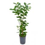 Ficus moclame 1pp hydrocultuur plant