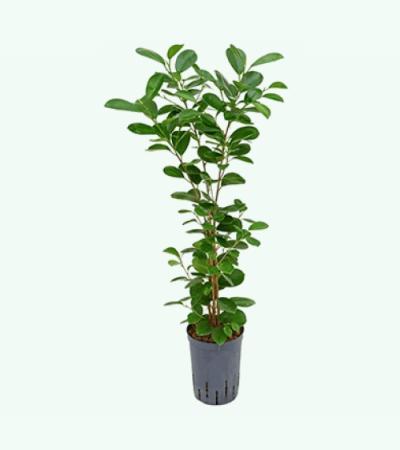 Ficus moclame 1pp hydrocultuur plant