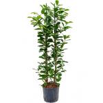 Ficus moclame 2pp hydrocultuur plant