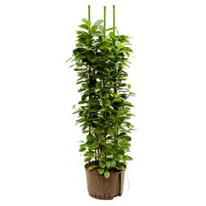 Ficus moclame 3pp L hydrocultuur plant