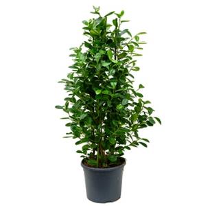 Ficus moclame XL kamerplant