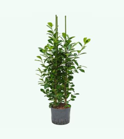 Ficus moclame 3pp M hydrocultuur plant