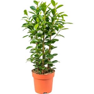 Ficus moclame M kamerplant