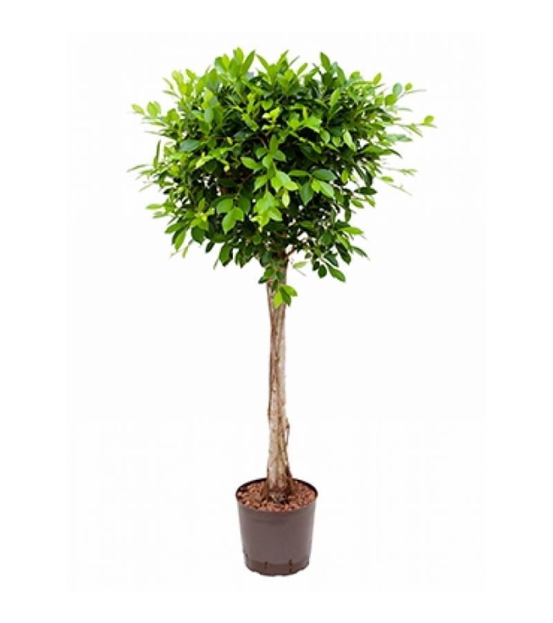 Ficus nitida stam M hydrocultuur plant
