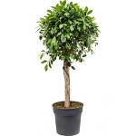 Ficus nitida kamerplant