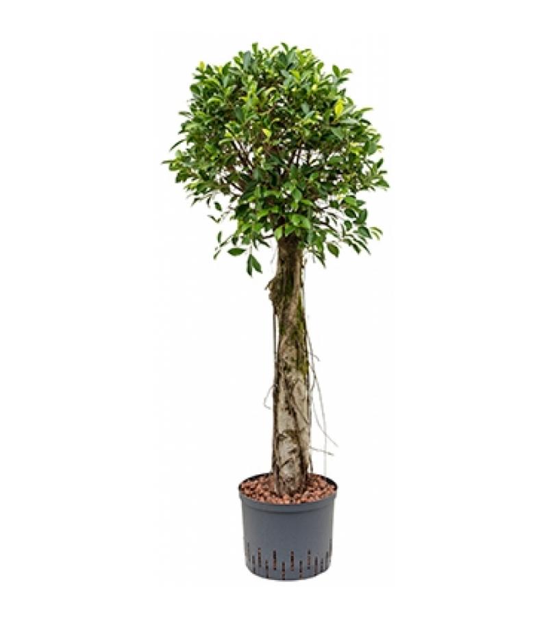 Ficus nitida stam L hydrocultuur plant