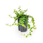 Ficus repens green sunny hydrocultuur hangplant