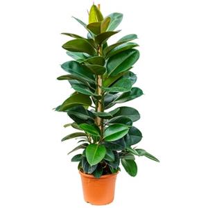 Ficus robusta L kamerplant