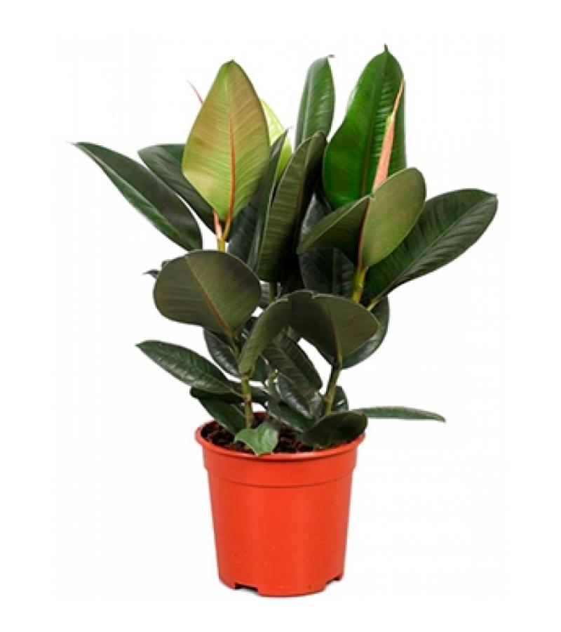 Ficus robusta S kamerplant